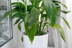 Peace Lily Brown Tips