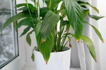 Peace Lily Brown Tips: Nurturing Your Indoor Beauty Peace Lily Brown Tips