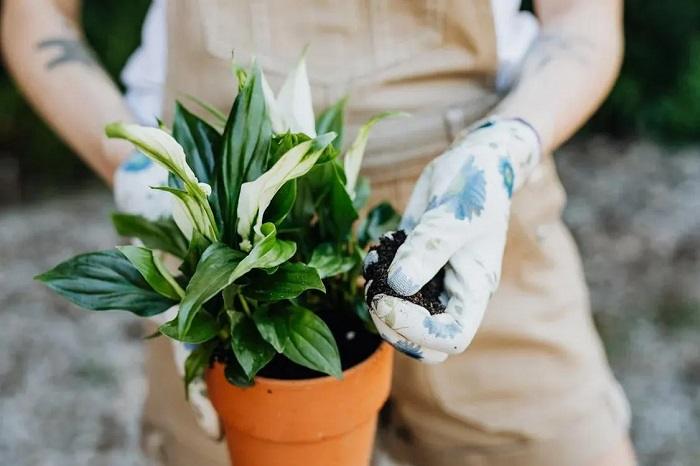 Pest Management
