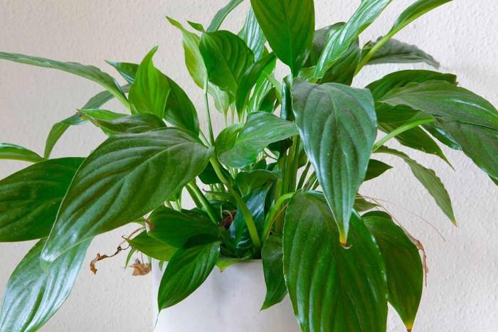 Understanding the Peace Lily Small