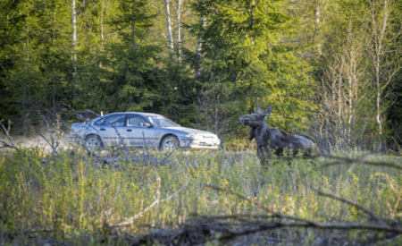 Car Accidents Involving Wildlife in Montana: Legal Rights and Responsibilities Screenshot 1 4