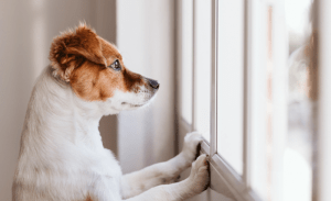 How to Handle Dog’s Anxiety: A Comprehensive Guide How to Handle Dogs Anxiety A Comprehensive Guide